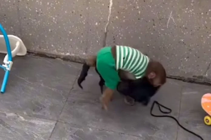 Viral Animal Video (2) Viral Animal Video