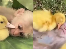 Animal Viral Video