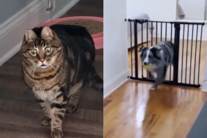 Animal Viral Video Animal Viral Video