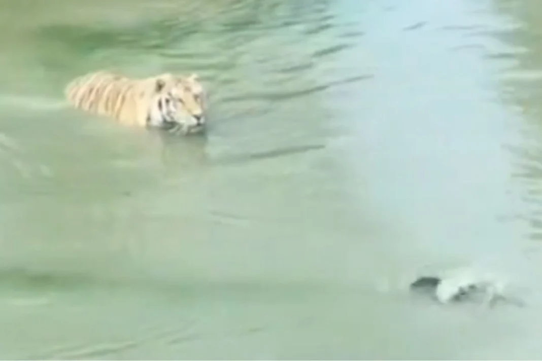 Animal Viral Video