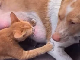 Animal Viral Video
