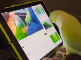 Animal Viral Video