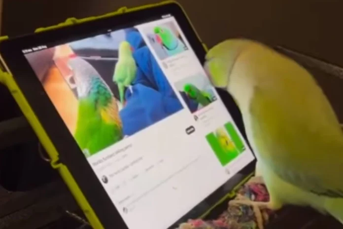 Animal Viral Video (16) Animal Viral Video