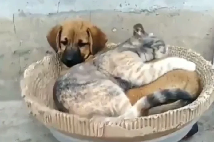 Animal Viral Video (18) Animal Viral Video