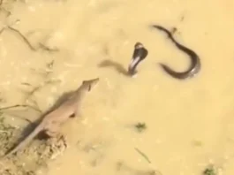 Animal Viral Video