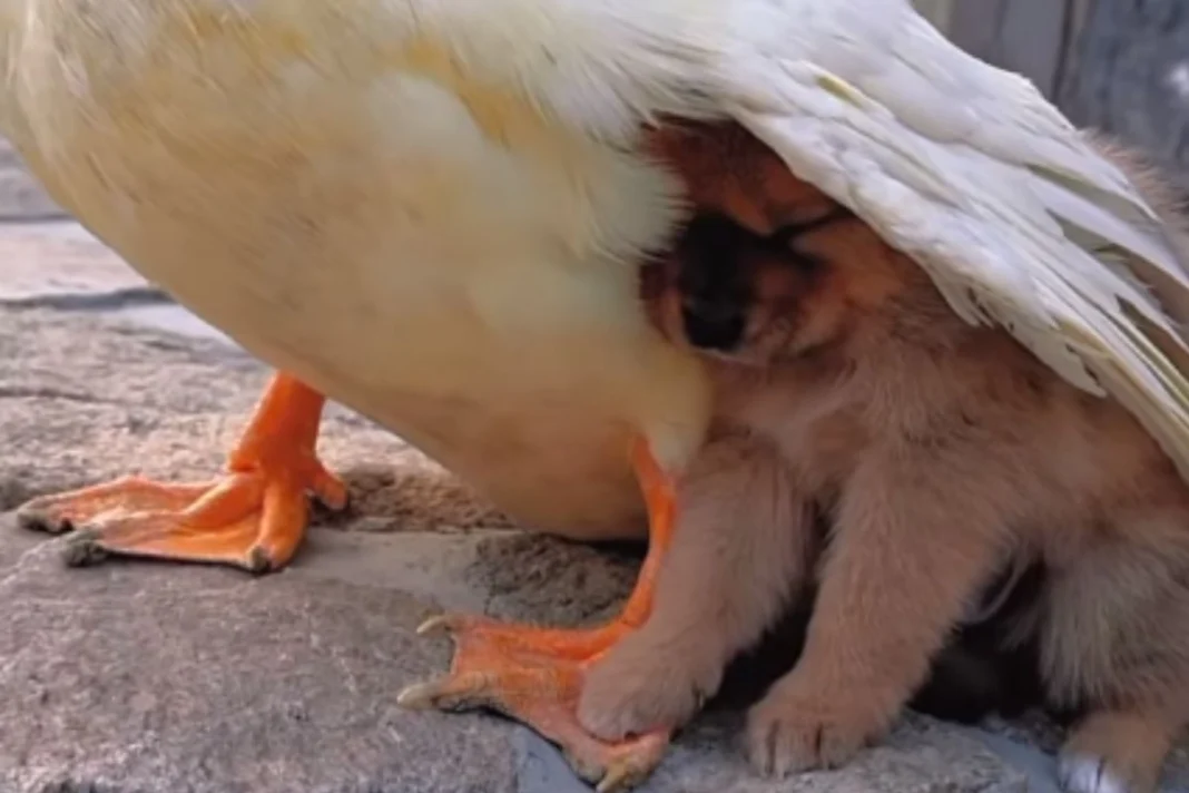 Animal Viral Video