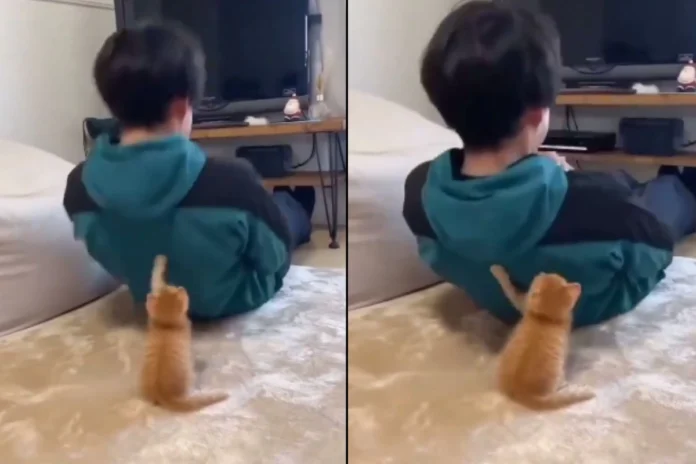 Animal Viral Video (2) Animal Viral Video