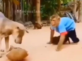 Animal Viral Video