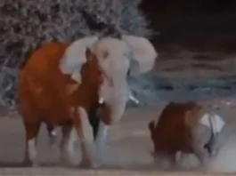 Animal Viral Video