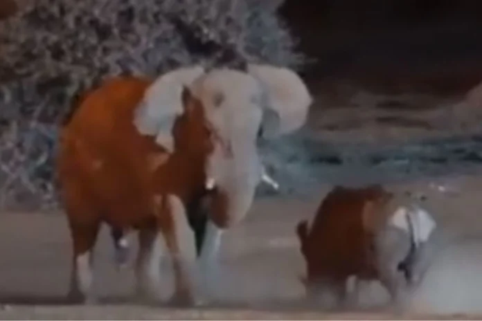 Animal Viral Video (21) Animal Viral Video