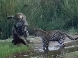 Animal Viral Video