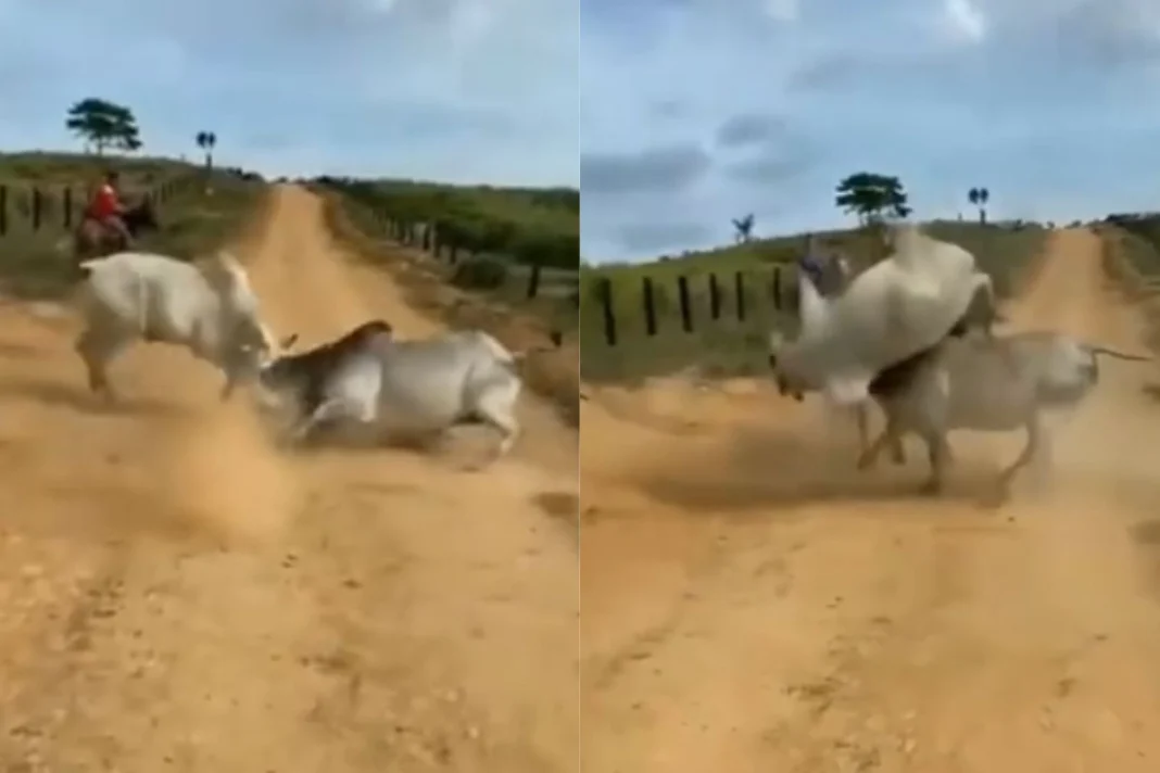 Animal Viral Video