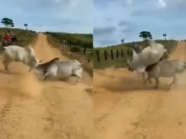 Animal Viral Video