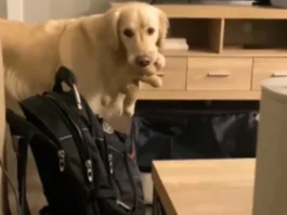 Animal Viral Video