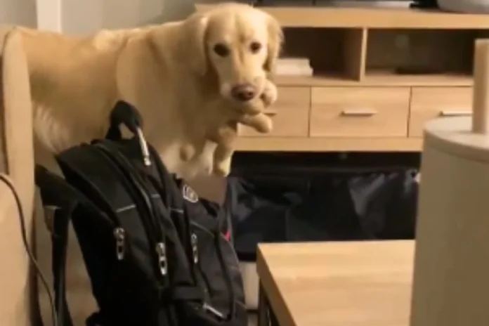 Animal Viral Video (3) Animal Viral Video