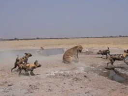 Animal Viral Video