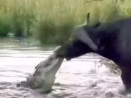 Animal Viral Video