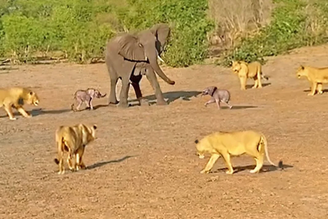 Animal Viral Video
