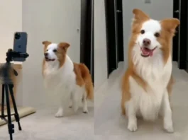Animal Viral Video