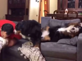 Animal Viral Video