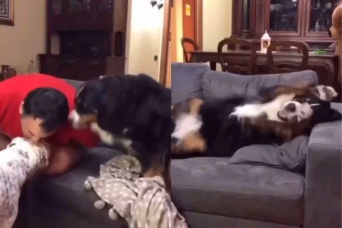 Animal Viral Video (5) Animal Viral Video