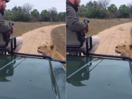 Animal Viral Video