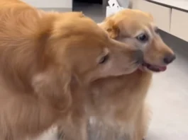 Animal Viral Video