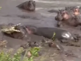 Animal Viral Video