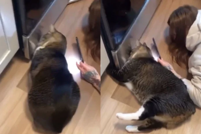 Animal Viral Video (8) Animal Viral Video