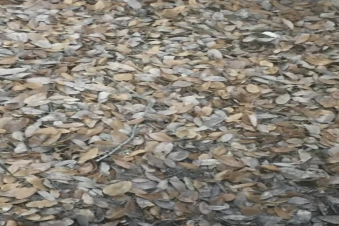 Optical Illusion (34) Optical Illusion