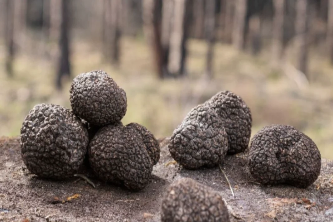 Truffles