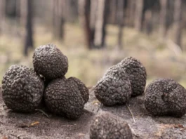 Truffles