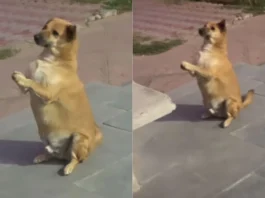 Viral Video