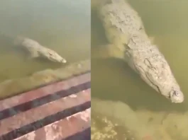 Viral Video