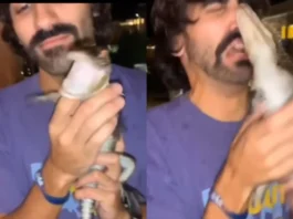 Animal Viral Video