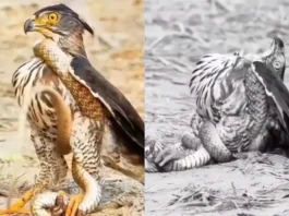 Animal Viral Video