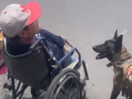 Animal Viral Video