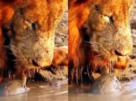 Animal Viral Video