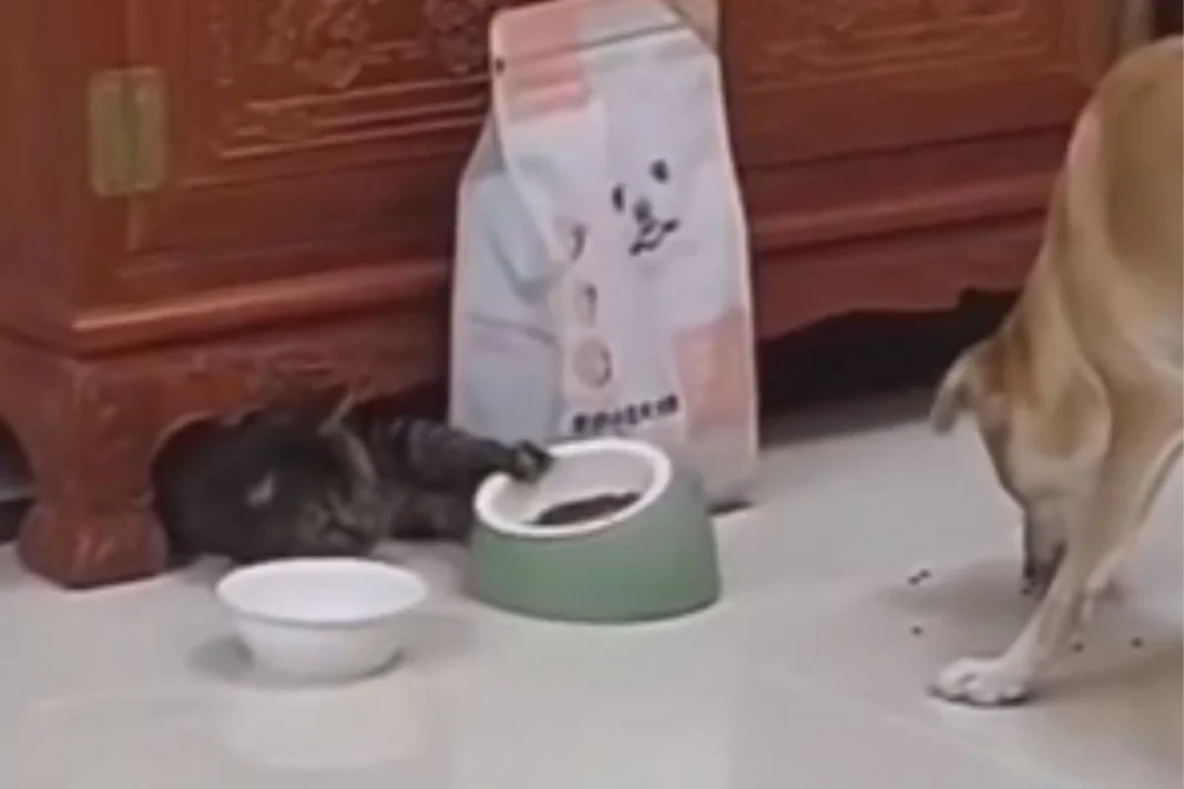 Animal Viral Video