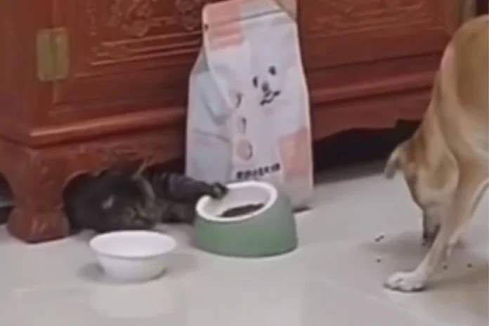 Animal Viral Video