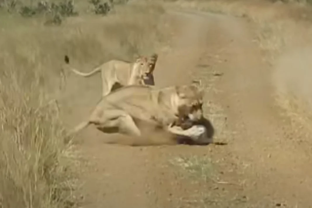 Animal Viral Video
