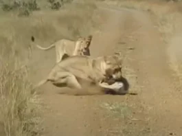 Animal Viral Video