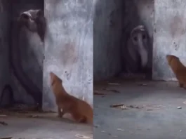 Animal Viral Video