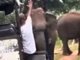 Animal Viral Video