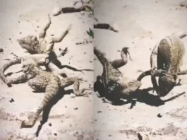 Animal Viral Video