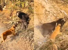 Animal Viral Video