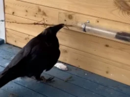 Animal Viral Video