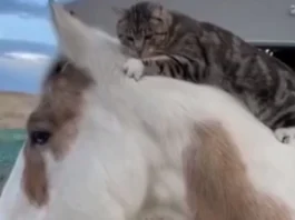 Animal Viral Video
