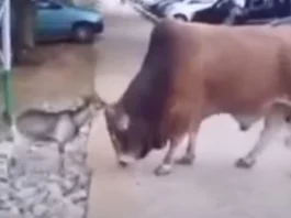 Animal Viral Video