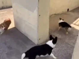 Animal Viral Video